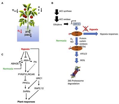 Frontiers | Acid as an Emerging Modulator of the Responses of Plants to Low