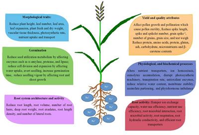 Frontiers Salinity Stress In Wheat Triticum Aestivum L In The Changing Climate Adaptation And Management Strategies Agronomy