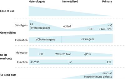 Frontiers On The Corner Of Models And Cure Gene Editing In Cystic Fibrosis Pharmacology