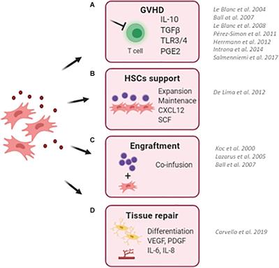 Frontiers Role Of Ex Vivo Expanded Mesenchymal Stromal Cells In Determining Hematopoietic Stem Cell Transplantation Outcome Cell And Developmental Biology