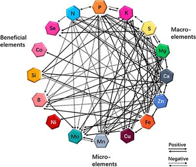 Nutritional Value Analyzer:  Decoding the Science Behind Macro and Micronutrients - Future prospects and advancements in the field of nutritional analysis