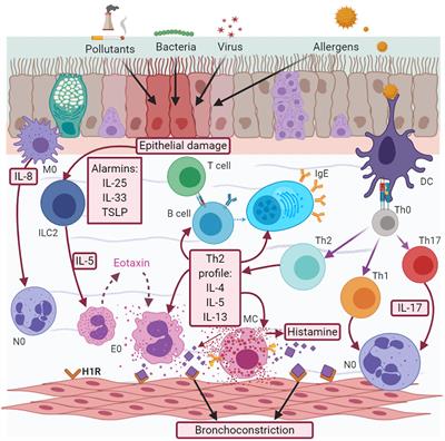 Frontiers Neuroimmune Pathophysiology In Asthma Cell And Developmental Biology Frontiers Neuroimmune Pathophysiology In Asthma Cell And Developmental Biology