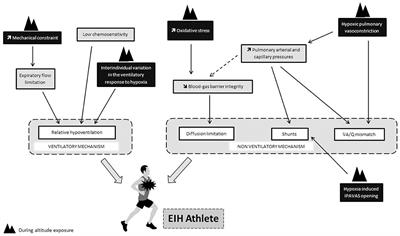 Influence of the breathing pattern on the pulmonary function of  endurance-trained athletes
