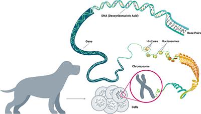Can you get cancer from dogs with colon cancer