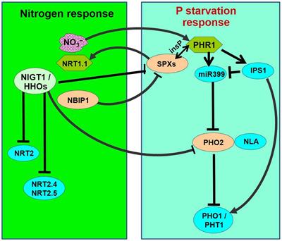 Frontiers | Interaction Between Macro‐ and Micro-Nutrients in Plants Frontiers | Interaction Between Macro‐ and Micro-Nutrients in Plants