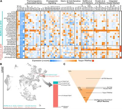 Frontiers Qplot Neurons Converging On A Thermoregulatory Preoptic Neuronal Population Neuroscience