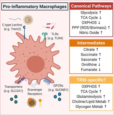 Metabolism of tissue macrophages in homeostasis and pathology