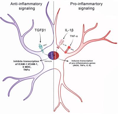 Frontiers | The Role Of Astrocytes In The Neurorepair Process | Cell And  Developmental Biology Frontiers | The Role Of Astrocytes In The Neurorepair Process | Cell And  Developmental Biology