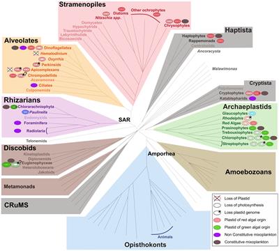 Frontiers Eco Evolutionary Perspectives On Mixoplankton Marine Science