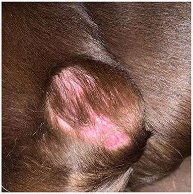Label the photomicrograph of the skin and its accessory structures