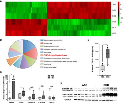 Frontiers Lncrna Heim Facilitated Liver Fibrosis By Up Regulating Tgf B Expression In Long Term Outcome Of Chronic Hepatitis B Immunology Frontiers Lncrna Heim Facilitated Liver Fibrosis By Up Regulating Tgf B Expression In Long Term Outcome Of Chronic Hepatitis B Immunology