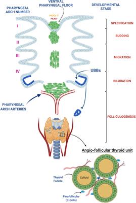 venicile varicoase pelvis la femei