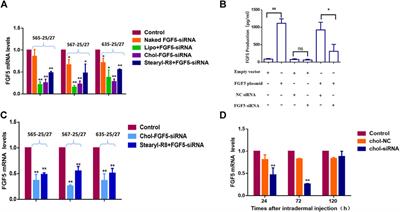 Frontiers | Suppression of FGF5 and FGF18 Expression by Cholesterol-Modified siRNAs Promotes Hair Growth in Mice Frontiers | Suppression of FGF5 and FGF18 Expression by Cholesterol-Modified siRNAs Promotes Hair Growth in Mice