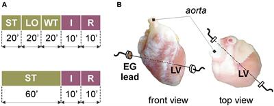 Frontiers Di 4 Anepps Modulates Electrical Activity And Progress Of Myocardial Ischemia In Rabbit Isolated Heart Physiology Frontiers Di 4 Anepps Modulates Electrical Activity And Progress Of Myocardial Ischemia In Rabbit Isolated Heart Physiology