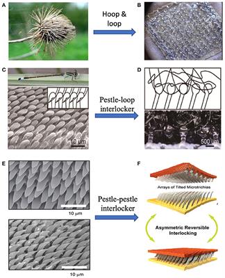 Frontiers Bioinspired Smart Materials With Externally Stimulated Switchable Adhesion