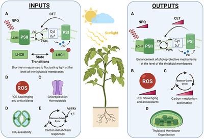 Frontiers A Holistic Approach To Study Photosynthetic Acclimation Responses Of Plants To Fluctuating Light Plant Science