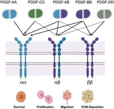 Frontiers Role Of Pdgf A B Ligands In Cardiac Repair After Myocardial Infarction Cell And Developmental Biology