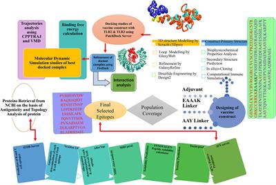 Frontiers Development Of A Novel Multi Epitope Vaccine Against Crimean Congo Hemorrhagic Fever Virus An Integrated Reverse Vaccinology Vaccine Informatics And Biophysics Approach Immunology