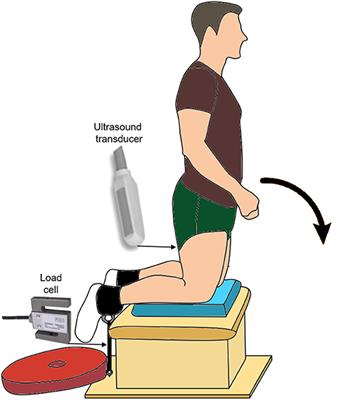 Frontiers Biceps Femoris Long Head Muscle Fascicles Actively Lengthen During The Nordic Hamstring Exercise Sports And Active Living