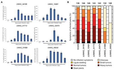 frontiers identification and characterization of two transmembrane proteins required for virulence of ustilago maydis plant science