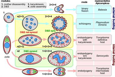 The G2 phase controls binary division of Toxoplasma gondii