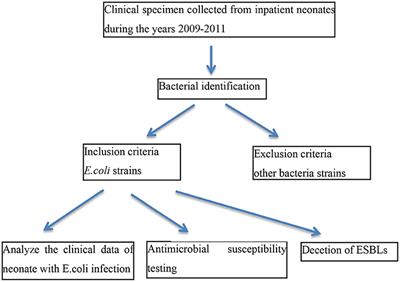Frontiers Antimicrobial Resistance Analysis Of Clinical Escherichia Coli Isolates In Neonatal Ward Pediatrics