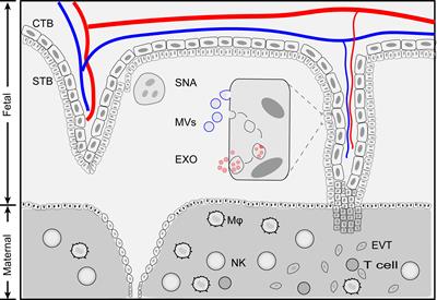 Frontiers Placenta Derived Exosomes As A Modulator In Maternal Immune Tolerance During Pregnancy Immunology Frontiers Placenta Derived Exosomes As A Modulator In Maternal Immune Tolerance During Pregnancy Immunology