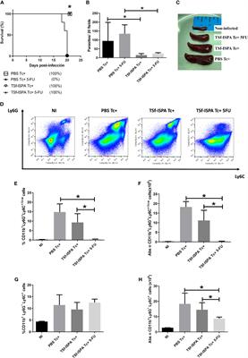 Frontiers Targeting Myeloid Derived Suppressor Cells To Enhance A Trans Sialidase Based Vaccine Against Trypanosoma Cruzi Cellular And Infection Microbiology