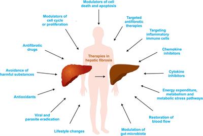 Frontiers Cellular Mechanisms Of Liver Fibrosis Pharmacology