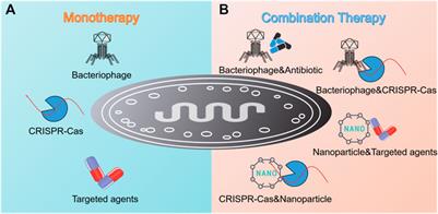 New Strategy Cracks Staph Bacterium's Golden Armor, Making It Vulnerable To Treatment