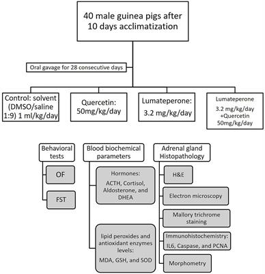 Frontiers Atypical Antipsychotic Lumateperone Effects On The Adrenal Gland With Possible Beneficial Effect Of Quercetin Co Administration Physiology