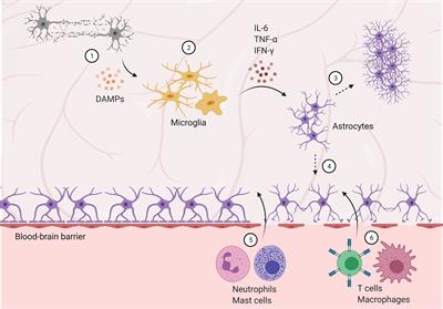 Immunomodulatory response in an experimental model of brain death