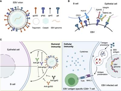 Frontiers The Status And Prospects Of Epstein Barr Virus Prophylactic Vaccine Development Immunology