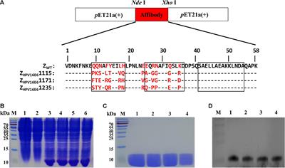 Frontiers Novel Affibody Molecules Targeting The Hpv16 E6 Oncoprotein Inhibited The Proliferation Of Cervical Cancer Cells Cell And Developmental Biology Frontiers Novel Affibody Molecules Targeting The Hpv16 E6 Oncoprotein Inhibited The Proliferation Of Cervical Cancer Cells Cell And Developmental Biology