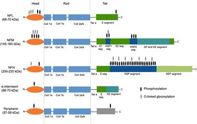 NfL as a biomarker for neurodegeneration and survival in Parkinson