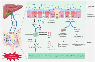 Frontiers - Gut Microbiota in NSAID Enteropathy: New Insights From Inside