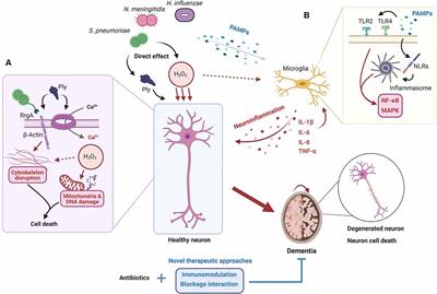 viral meningitis structure