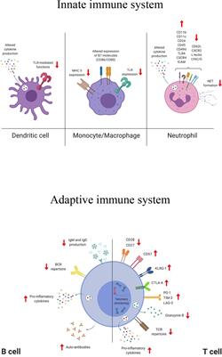 frontiers aging and options to halt declining immunity to virus infections immunology