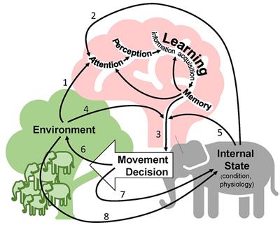 Frontiers | Learning and Animal Movement Frontiers | Learning and Animal Movement