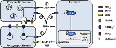Frontiers  Reactive Astrocytes: Critical Players in the