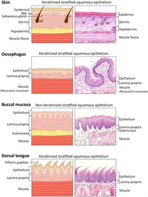 Frontiers  A Scarless Healing Tale: Comparing Homeostasis and Wound  Healing of Oral Mucosa With Skin and Oesophagus