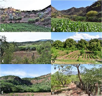 Frontiers Peasants Motivations To Maintain Vegetation Of Tropical Dry Forests In Traditional Agroforestry Systems From Cuicatlan Oaxaca Mexico Environmental Science Frontiers Peasants Motivations To Maintain Vegetation Of Tropical Dry Forests In Traditional Agroforestry Systems From Cuicatlan Oaxaca Mexico Environmental Science