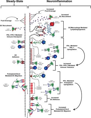 Neuroinflammation Driven Lymphangiogenesis In Cns Diseases Cellular Neuroscience Frontiers Lymphangiogenesis In Cns Diseases, Egress Window Size Basement Bcg