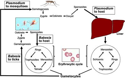 Frontiers  Sciatic–Vagal Nerve Stimulation by Electroacupuncture  Alleviates Inflammatory Arthritis in Lyme Disease-Susceptible C3H Mice