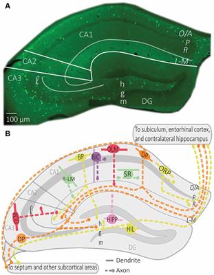 Location and distribution of inhibitory synapses differentially affect