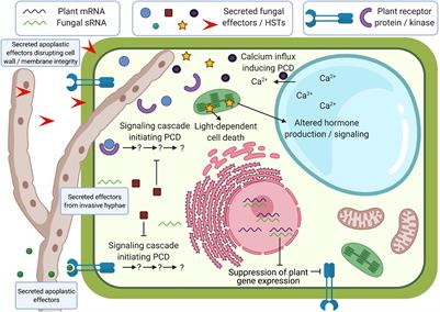 Frontiers | Effectors of Plant Necrotrophic Fungi Frontiers | Effectors of Plant Necrotrophic Fungi