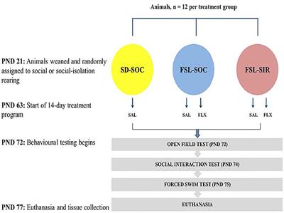 Frontiers | Post-weaning Social Isolated Flinders Sensitive Line Rats  Display Bio-Behavioural Manifestations Resistant to Fluoxetine: A Model of  Treatment-Resistant Depression