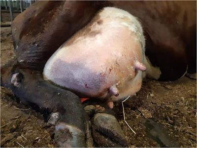 Frontiers | Genomic Analysis of Staphylococcus aureus Isolates Associated  With Peracute Non-gangrenous or Gangrenous Mastitis and Comparison With  Other Mastitis-Associated Staphylococcus aureus Isolates