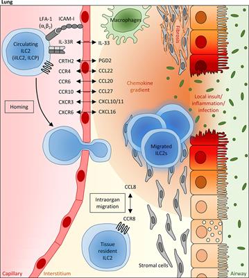 Chemokine Receptors in Allergy, Inflammation, and Infectious Disease