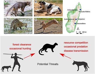 Frontiers | Ecological Consequences of a Millennium of Introduced Dogs on  Madagascar